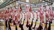 مراحل پرورش هزاران بز در مزرعه / فرآیند بسته بندی گوشت بز در کارخانه (فیلم)
