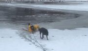 تلاش یک آتش‌نشان برای نجات سگ از آبگیر یخ‌زده (فیلم)
