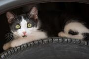 زایمان یک گربه زیر موتور یک خودروی سواری (فیلم)