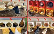 ۴ ایده کاربردی و ارزان برای ساخت لانه مرغ با سطل و دبه‌های پلاستیکی (فیلم)