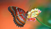 یک دنیا زیبایی در پروانه ها؛ خیره کننده و شگفت انگیز! (فیلم)