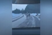 بستن یک جاده برفی توسط گله‌ گوزن‌ ها (فیلم)
