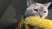 علاقه شدید این گربه به خوردن بلال (فیلم)