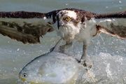 زیرکی عقاب در قاپیدن ماهی ماهیگیر (فیلم)