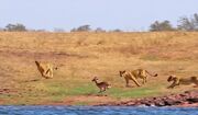 تلاش نافرجام یک ایمپالا برای پریدن از روی ۷ شیر (فیلم)