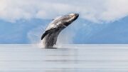 استراتژی نهنگ‌های قاتل برای شکار یک فک دریایی بی‌پناه (فیلم)