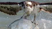 زیرکی عقاب در قاپیدن ماهی از قلاب جلوی چشم ماهیگیر (فیلم)