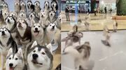 فرار تماشایی و هیجان انگیز ۱۰۰ سگ هاسکی از یک کافه (فیلم)