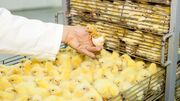 چگونه میلیون ها «تخم مرغ» در مزارع و مرغداری ها تولید می شود؟ (فیلم)