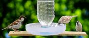 نحوه ساخت یک دانخوری و آبخوری ساده برای پرندگان (فیلم)