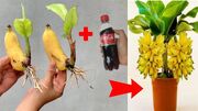 نحوه کشت و پرورش درخت موز با کمک میوه موز و نوشابه کوکاکولا (فیلم)