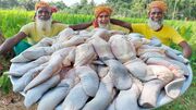 طرز پخت ۵۰ کیلو چلو خورشت زبان گاومیش توسط آشپز هندی (فیلم)