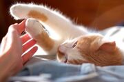 درمان سرمازدگی حیوانات + بررسی علائم و اقدامات لازم