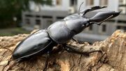 غول پیکر دنیای حشرات: سوسک هرکول (عکس)