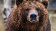 مشاهده خرس قهوه‌ای در منطقه شکار ممنوع طالقان (فیلم)