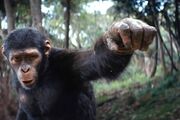 فیلم «پادشاهی سیاره میمون‌ها» در صدر فروش جهانی ؛ 129 میلیون دلار برای هفته نخست