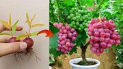 نحوع پرورش درخت انگور در گلدان با کمک حبه‌های انگور (فیلم)