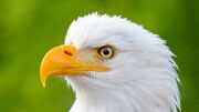 مانور زیبای عقاب سرسفید در برابر شاهین دریایی (فیلم)