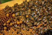 نقش جالب زنبور‌های عسل در تشخیص سرطان ریه