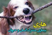 شناسایی ۱۶ مورد نمونه مثبت هاری در خراسان رضوی از ابتدای سال