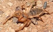 یورش مرگبار عنکبوت شتری به لانه مورچه‌ها (فیلم)