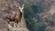 «مارخور» را به جای بز ایرانی جا زدند // انتشار گسترده تصاویر «دیدن گونه نادر حیات وحش بعد از ۲۰۰ سال » / «پیرمرد کوهستان» کجا زندگی می کند؟(+عکس)