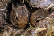 ترفند جالب خرگوش مادر برای مخفی کردن بچه‌هایش از چنگ شکارچیان درنده (فیلم)