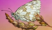 پروانه‌ی مرمری: رقص بال‌های ظریف در دل طبیعت (عکس)