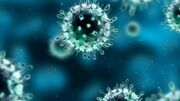 ویروس جدید «نیپا»؛ جنوب هند در حالت آماده‌باش (فیلم)