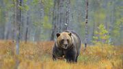رصد هشتمین قلاده خرس قهوه‌ای در لرستان (فیلم)