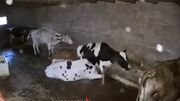 اتفاقی عجیب در یک گاوداری/ یکی از گاوها گاو محبوب را بی‌صدا خفه کرد (فیلم)