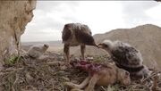 تصاویر حیرت انگیز از عقابی که خرگوش شکار کرده و به جوجه‌هاش غذا می دهد (فیلم)