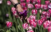 هلند ۱۰۰۰۰۰ گل لاله به شهر جنگ‌زده اوکراین اهدا کرد