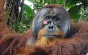دانشمندان برای اولین‌بار اورانگوتان را درحال خوددرمانی با گیاه دارویی مشاهده کردند