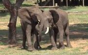 فیل‌ها پرهیجان با هم سلام و علیک می‌کنند