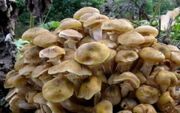 قارچ‌هایی که حتی بعد‌از پختن هم‌کشنده هستند