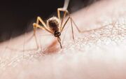 بیماری‌هایی‌از پشه به انسان‌منتقل می‌شوند