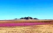 خشک‌ترین صحرای دنیا گلباران شد!