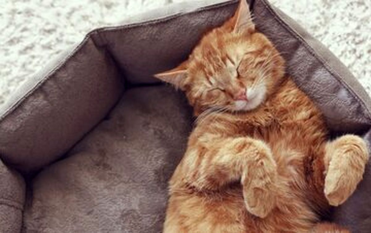 کشف یک حقیقت جالب درباره خواب گربه‌ها