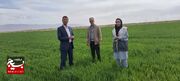 اجرای موفق رزمایش جهاد امنیت غذایی پایدار در ۲۵۰ روستای استان خراسان‌رضوی+فیلم و تصاویر