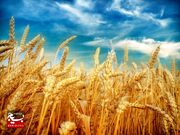 انتقال بیش از ۷۰۰ هزار تن گندم از خوزستان به سیلو‌ها و کارخانه ها