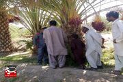 مبارزه با سوسک سرخرطومی در سطح ۷۰هزار هکتار از نخلستان‌های سیستان‌ و بلوچستان انجام شد