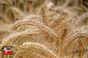 خرید بیش از ۸۶۱ هزار تن گندم و کلزا از کشاورزان خوزستان