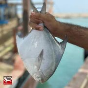 صید ماهی حلوا سفید در آب‌های خوزستان ممنوع شد