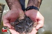 رهاسازی ۸۰ هزار قطعه بچه ماهی بومی در تالاب شادگان