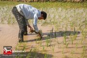 مسئولان اجازه دهند کشت برنج در خوزستان انجام شود