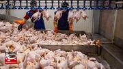 حذف واسطه‌ها در خرید گوشت مرغ، از مزایای سامانه «ستکاوا» است