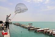 ممنوعیت صید ماهی حلوا سفید در خوزستان