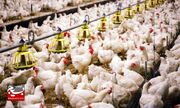 افزایش ۴۰ درصدی تولید گوشت مرغ در خوزستان