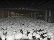 رشد تولید و اشتغال‌زایی با پرورش قارچ در آبدانان